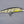Fishhead Jerkbaits